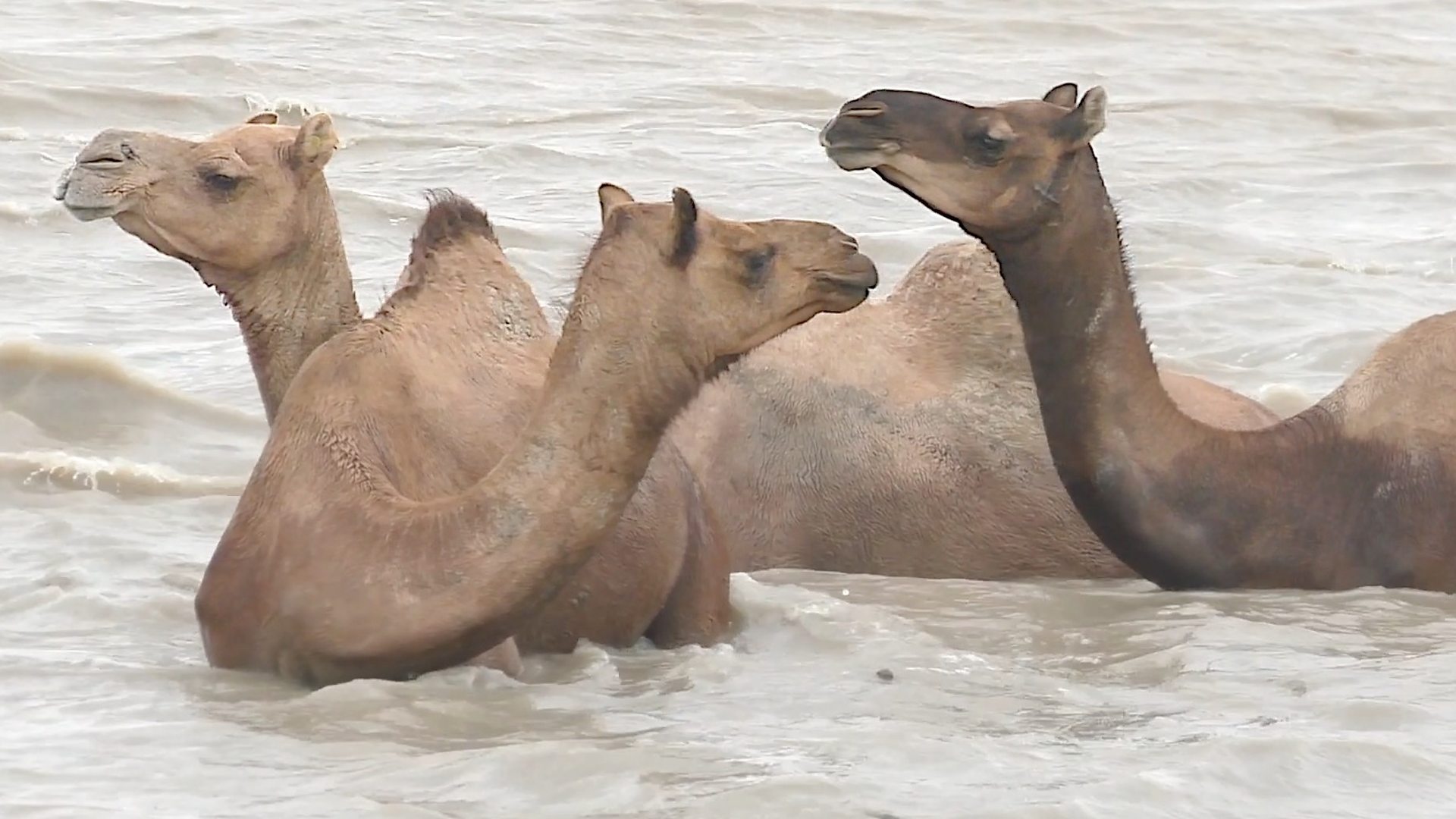 Retke indijske kamile kojima preti izumiranje