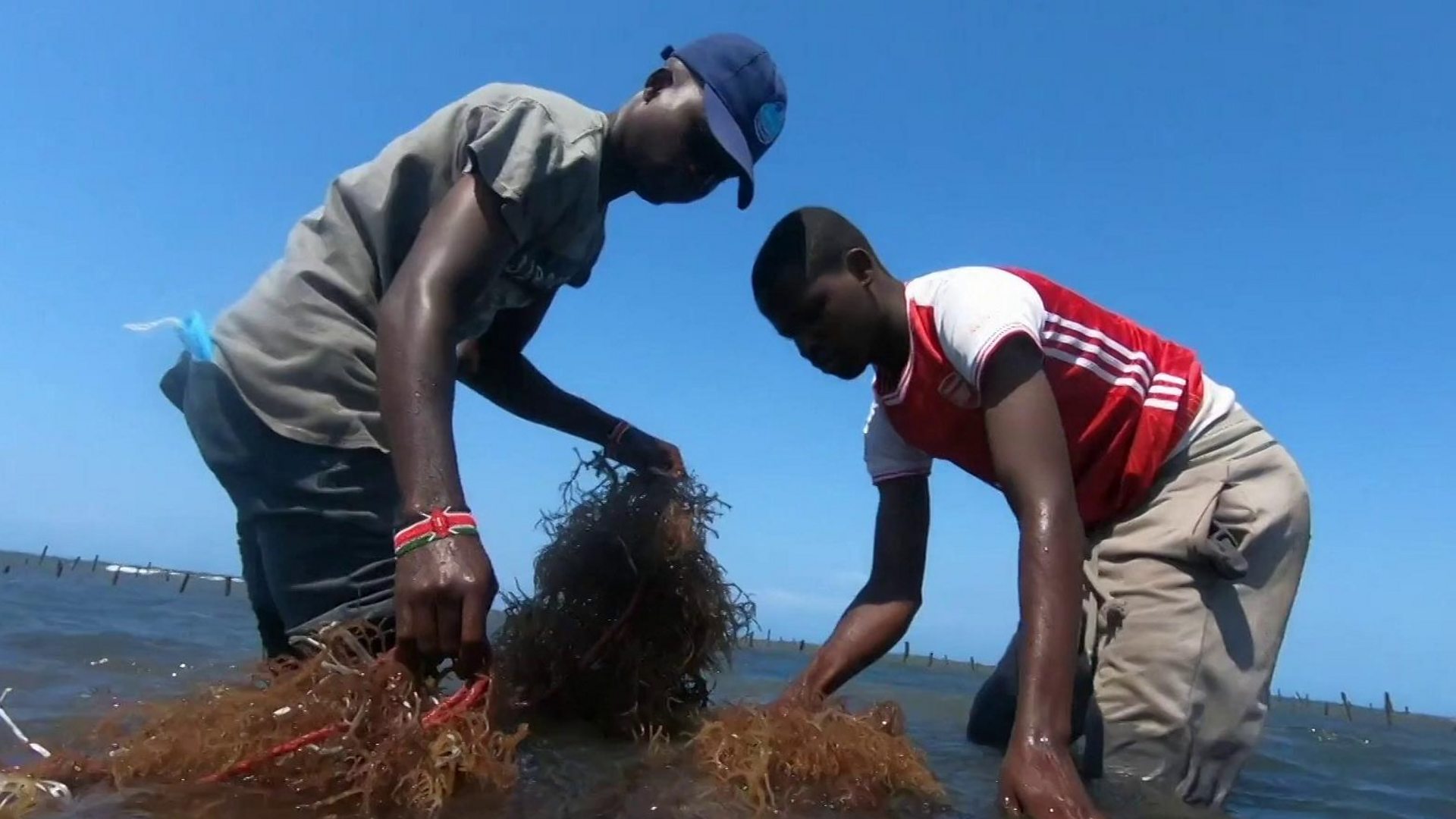 Морска трава помаже деци да иду у школу у Ке&