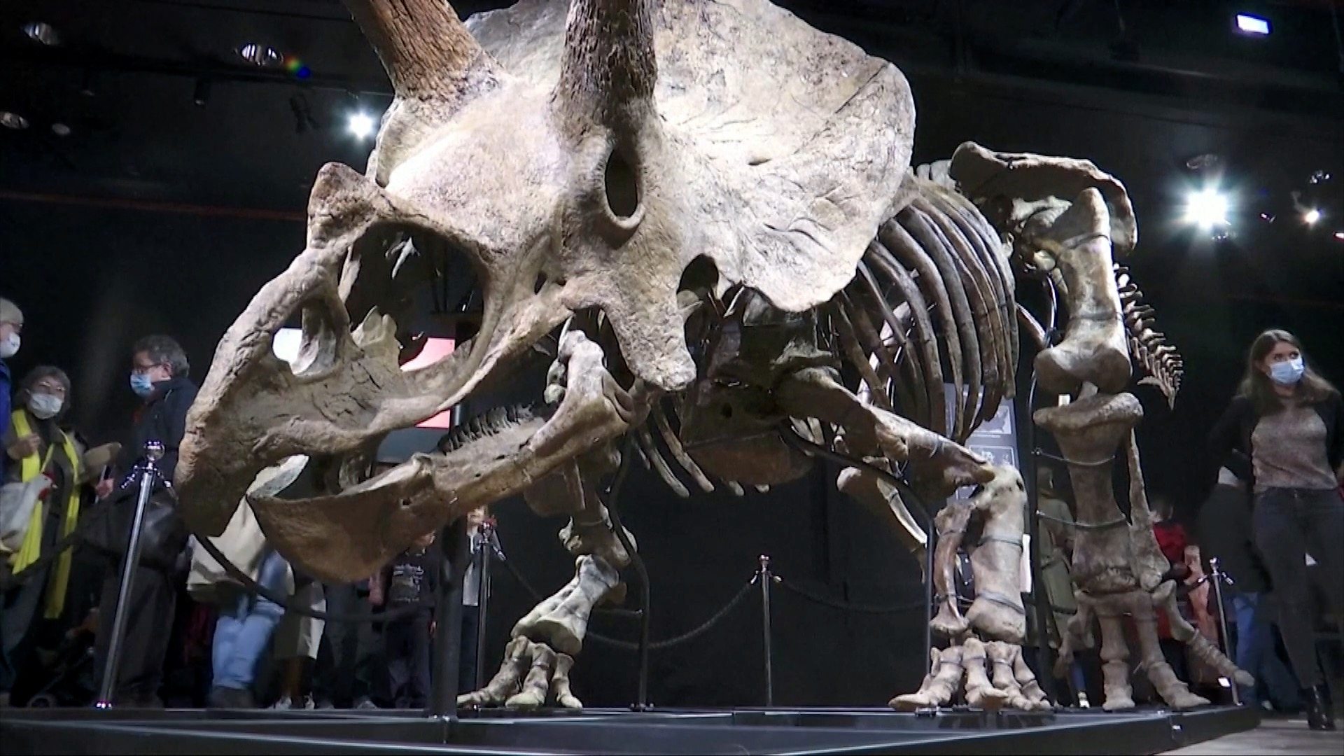Ово је највећи откривени скелет диносаурD