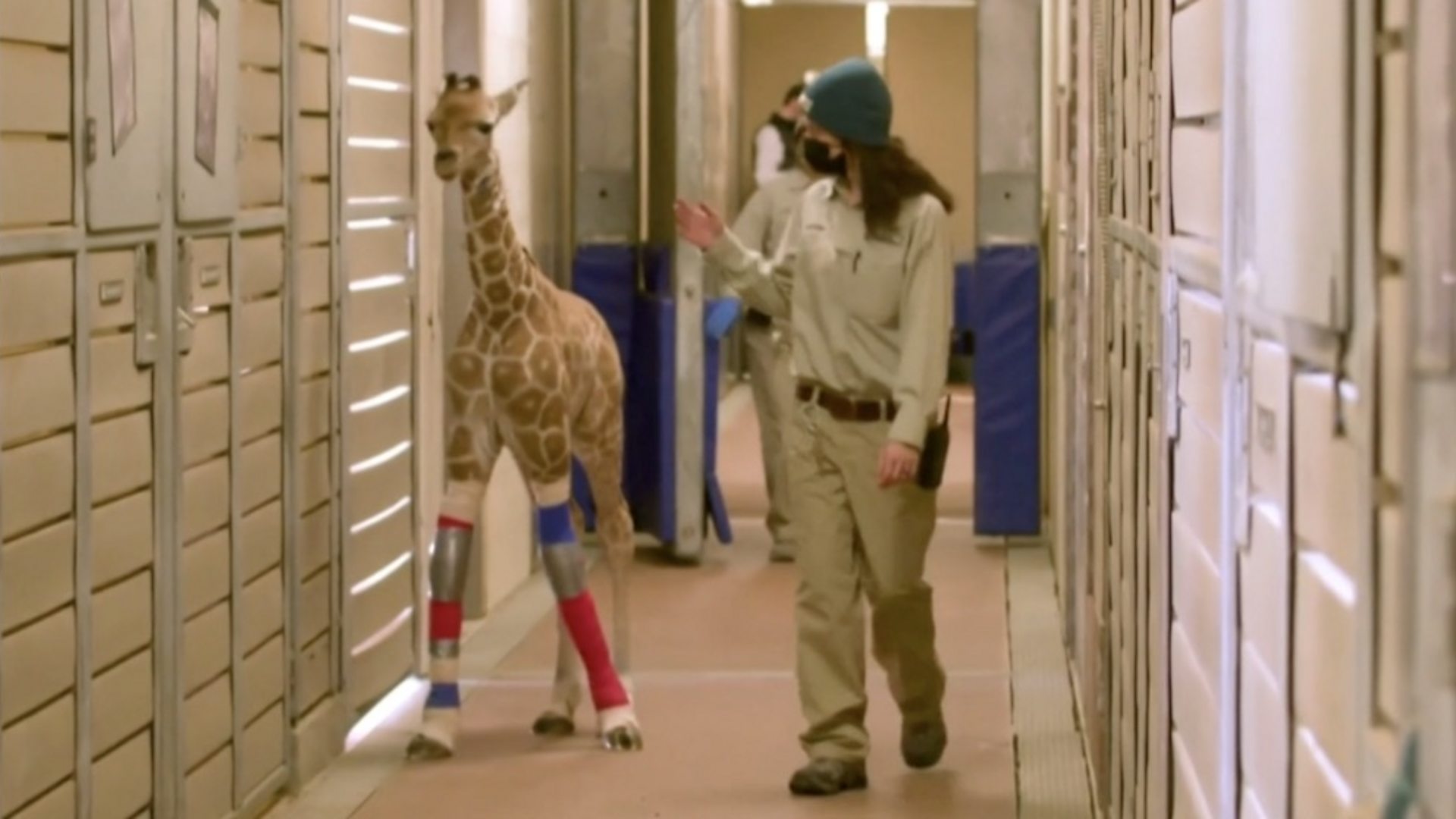 Америка и животиње: Младунче жирафе прохо