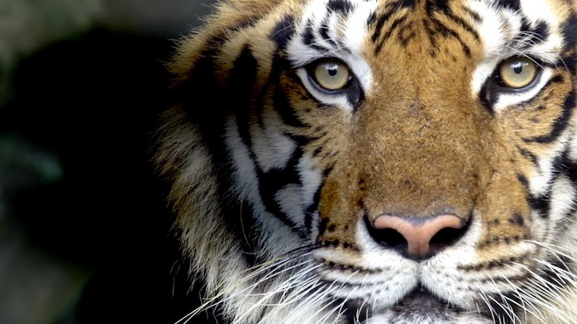 Животиње и Непал: Повратак тигрова између &#x