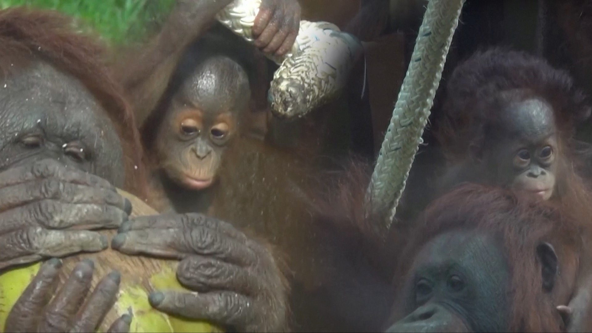 Mladunčići orangutana rođeni u zoološkom vrtu u Meksiku