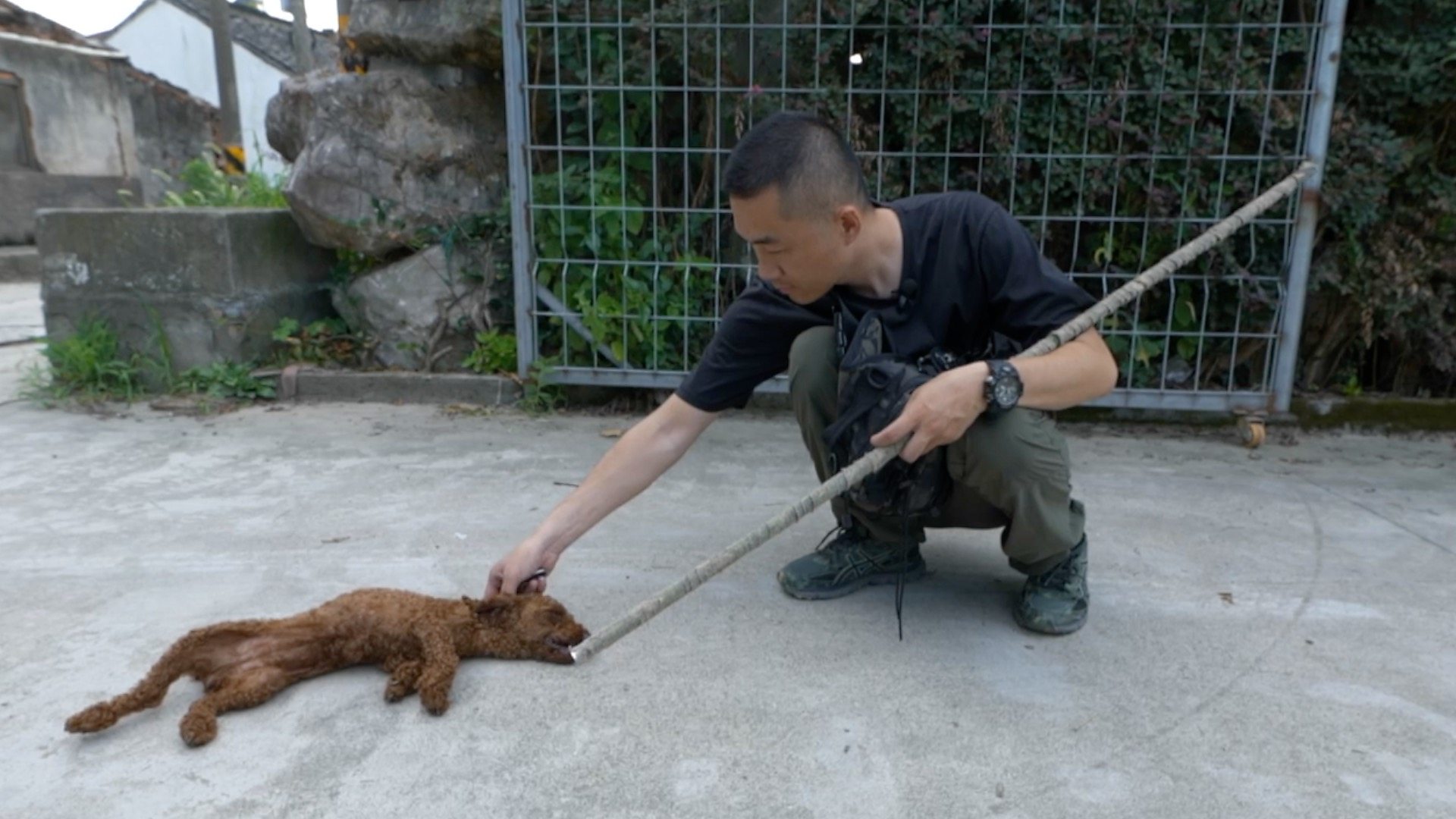 Кина и животиње: Детективи за кућне љубимц&#x