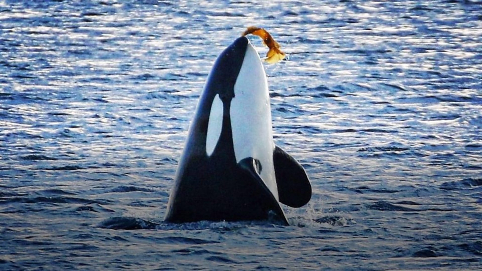 Кад живот посветиш фотографисању китова D