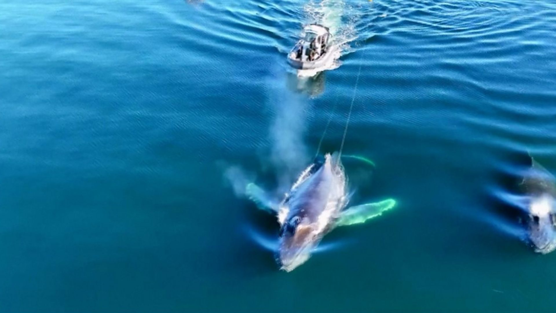 Скоком у спас – ослобађање кита заробљено&#x