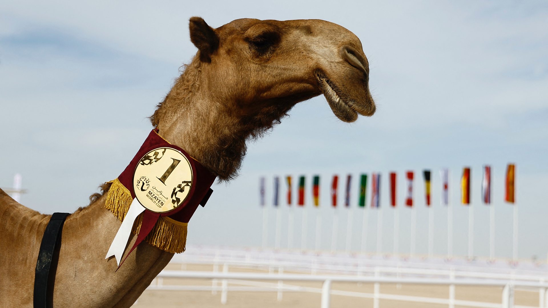 Избор за мис камила у Катару - која је најлеп