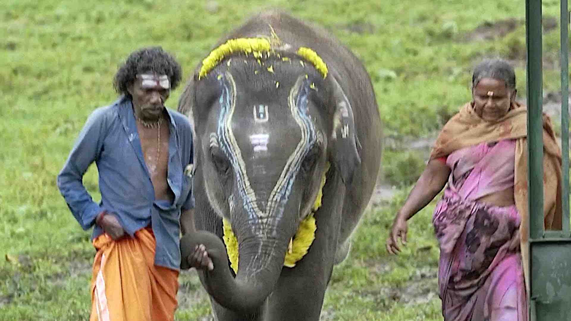 Брачни пар из Индије одгаја слонове без ро&#x
