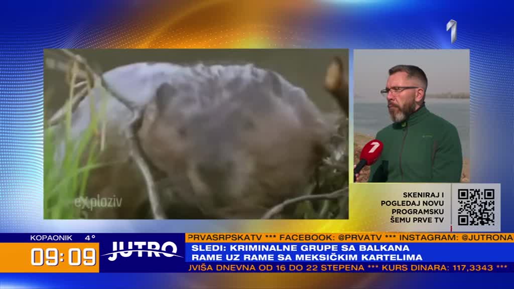 Krvoločni dabar hara Zemunom