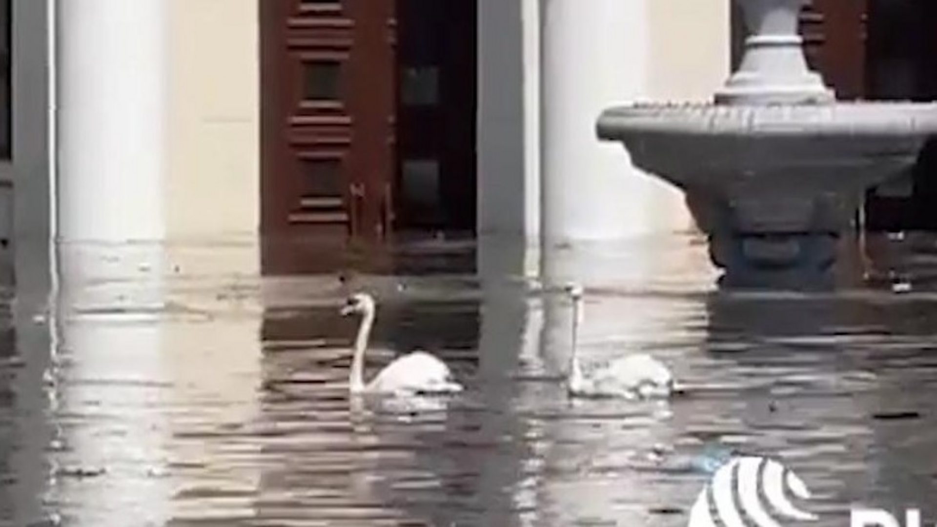 Swans seen swimming though Nova Kakhovka