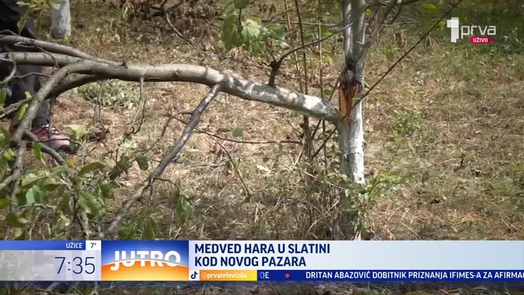 Svi su zabrinuti, a pomoći nema: Medved uništio sve u selu kod Novog Pazara
